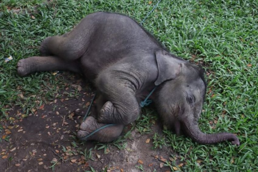 A rescued two-month-old male wild Sumatran elephant, separated from its mother in a palm o