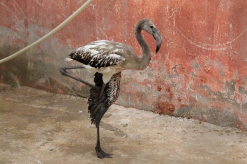 A rescued flamingo is pictured at a sanctuary where the birds had been brought after their