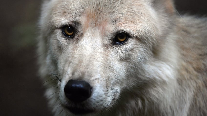 baby in alabama mauled to death by familys pet wolf hybrid