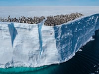 Baby penguins dive off 50-foot cliff in 1st-of-its-kind footage from National Geographic