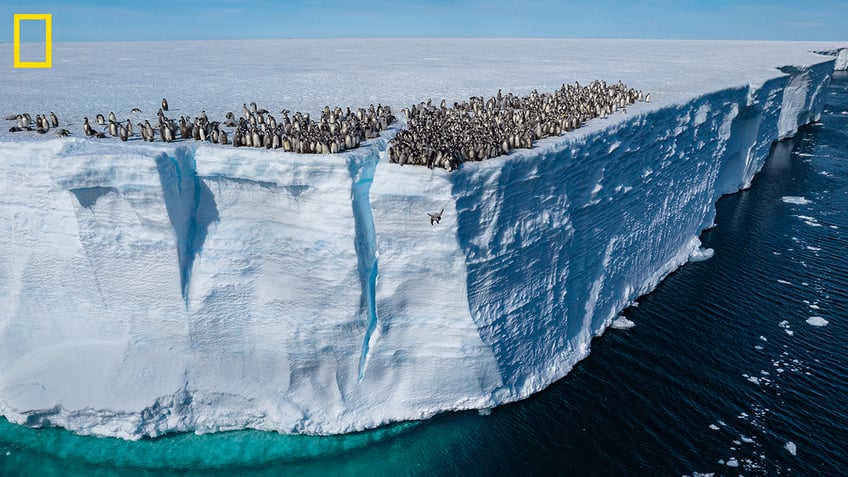 Emperor penguin jumping off cliff in Antarctica