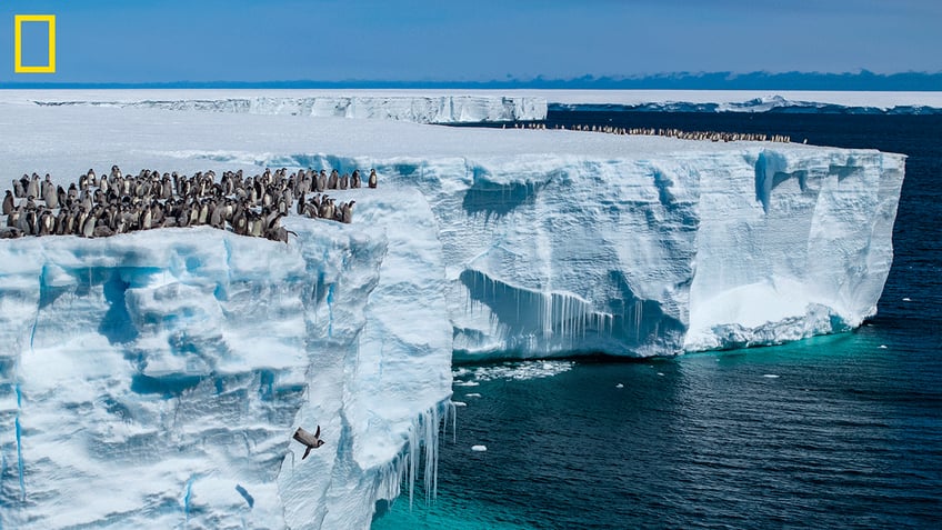 Emperor penguin chicks in Antarctica