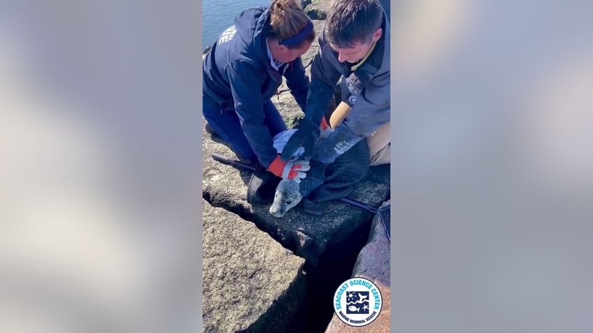 Baby seal being rescued