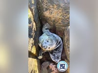 Baby seal in New Hampshire found trapped between rocks: 'Couldn't climb out'