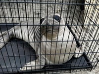 Baby seal stabbed on Oregon coast prompts search for suspect