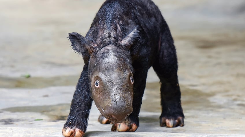 baby sumatran rhino born in asia brings hope for critically endangered species