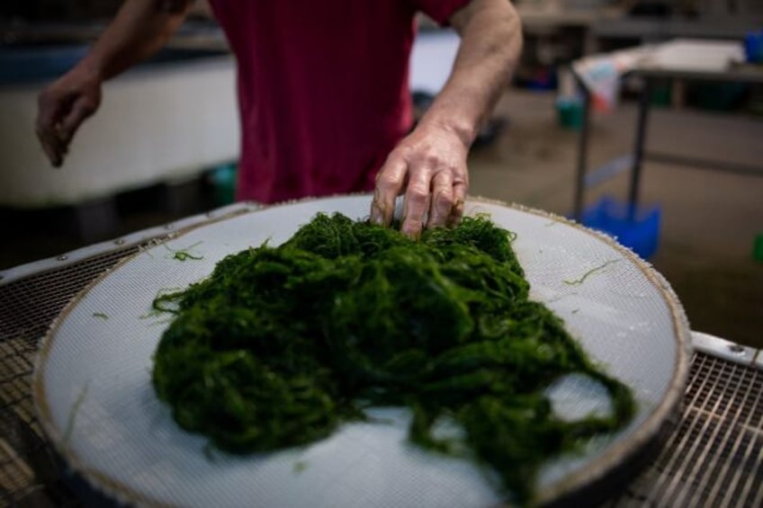 back on the menu europeans once ate seaweed research shows