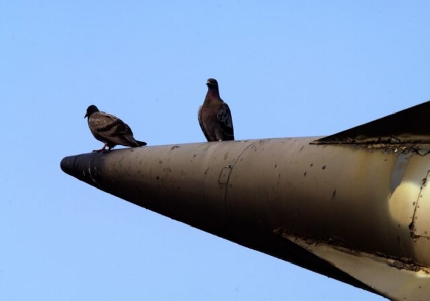 Research showing that pigeons can be used to guide missiles was awarded one of this year's