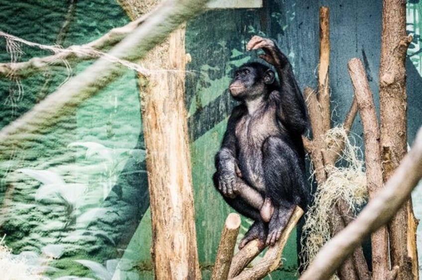 A Bonobo at animal park Planckendael in Muizen, near Mechelen, Belgium