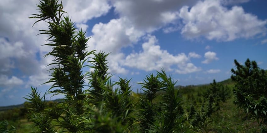 bahamas eyes legalizing marijuana for medical religious use