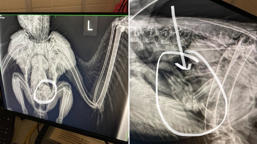 X-rays showing bald eagle's stomach