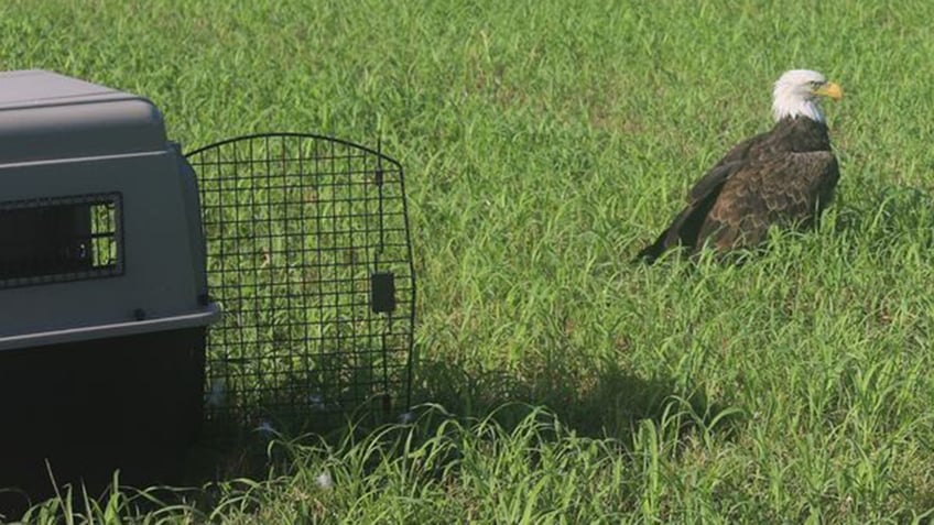 bald eagle outside cage