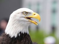 Bald eagle officially becomes the United States’ national bird