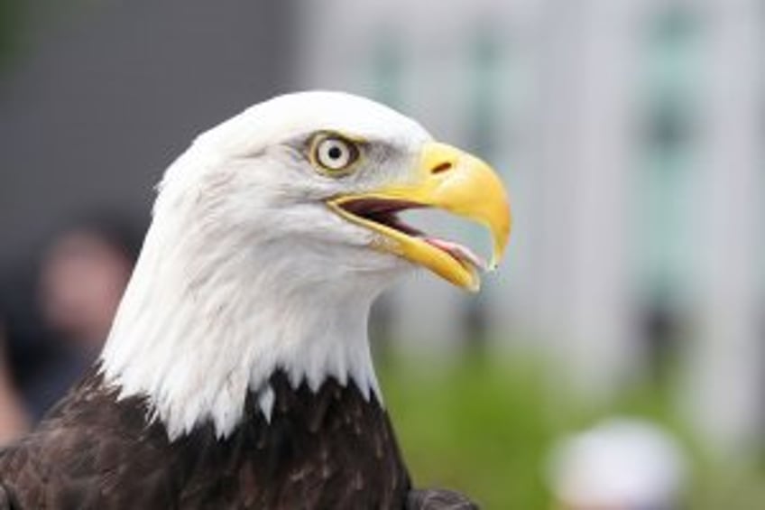 Bald eagle officially becomes the United States' national bird