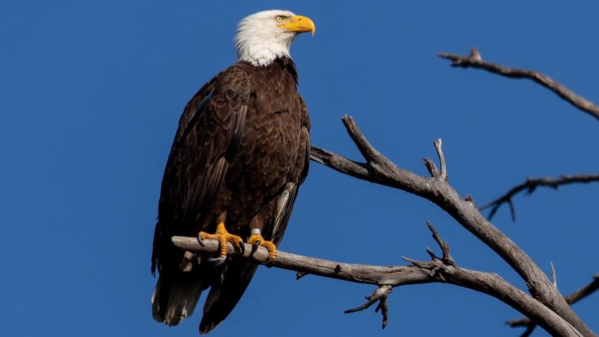 A bald eagle perched on a tree