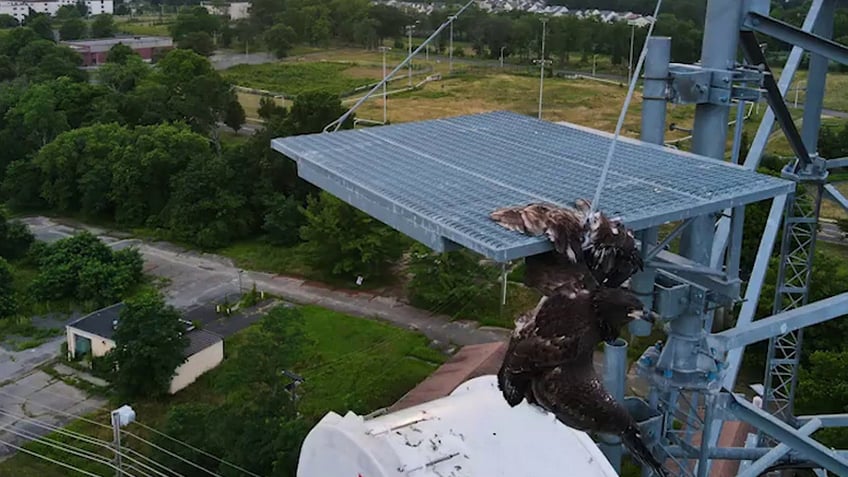 bald eagle rescued from new jersey electrical tower after its wing was stuck for five hours