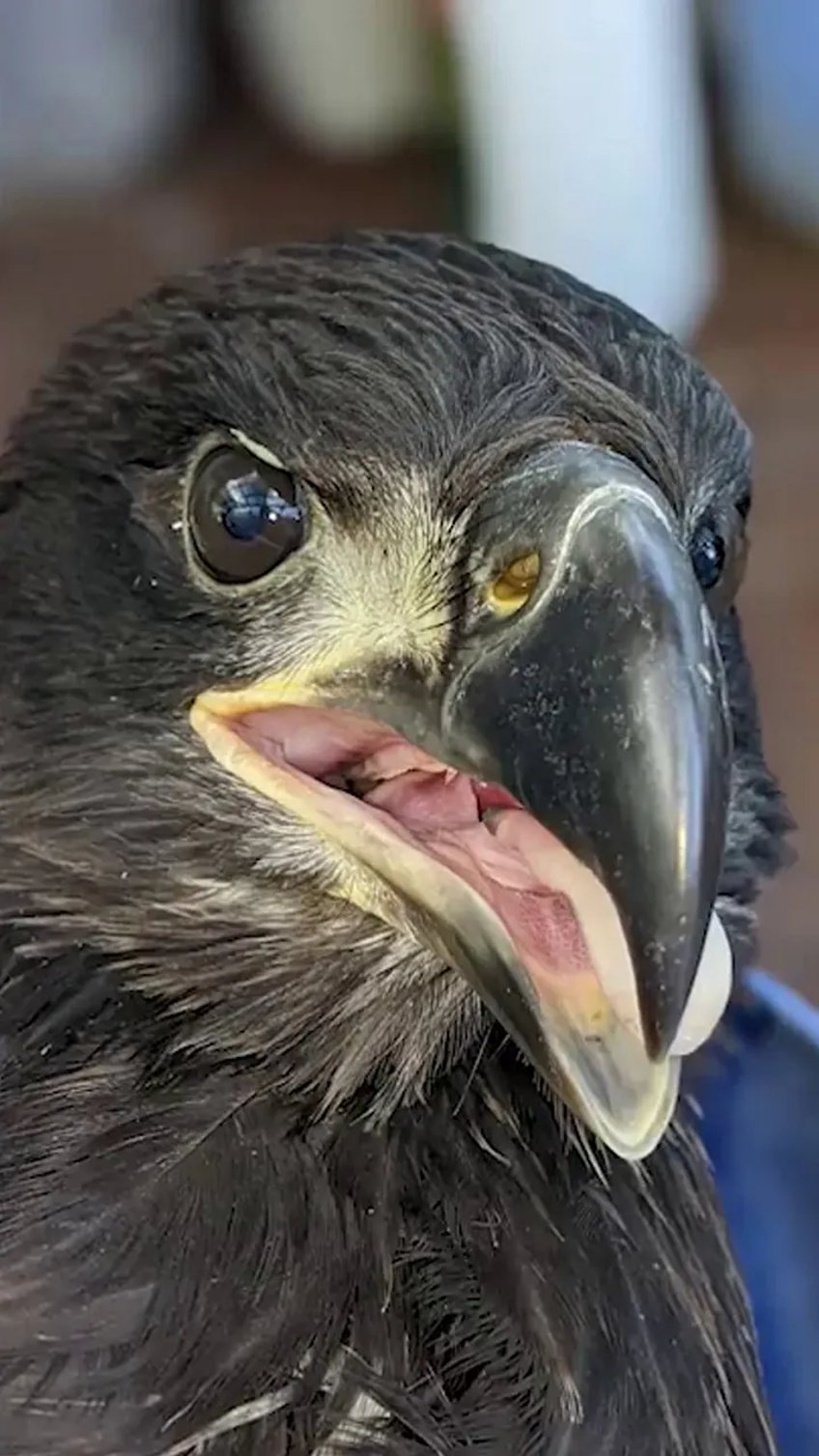 bald eagle rescued from new jersey electrical tower after its wing was stuck for five hours