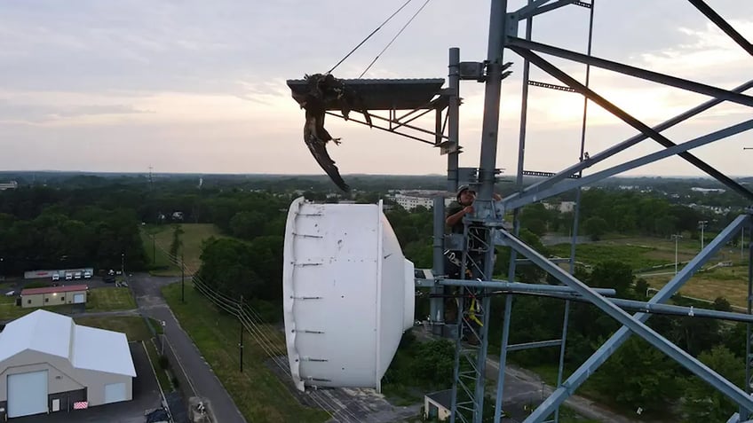 bald eagle rescued from new jersey electrical tower after its wing was stuck for five hours