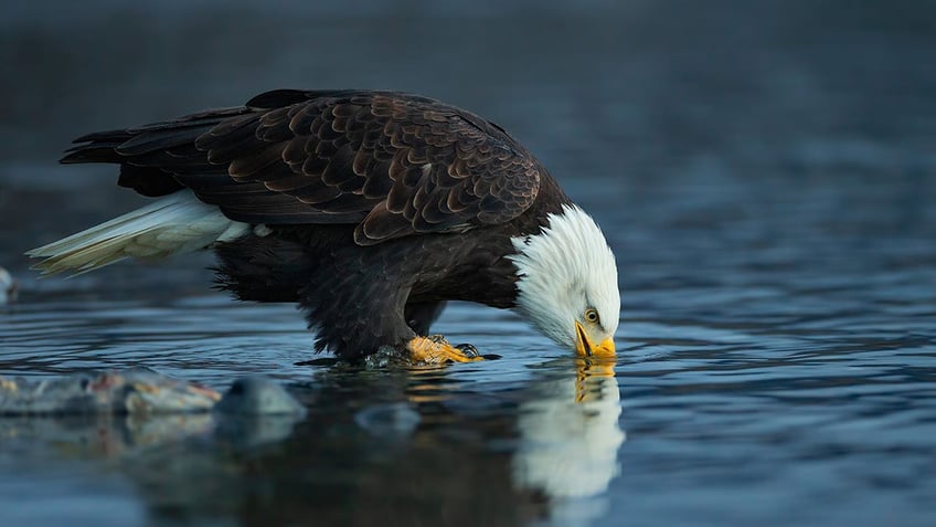 bald eagles get stuck together while fighting over food scrap in texas familys yard