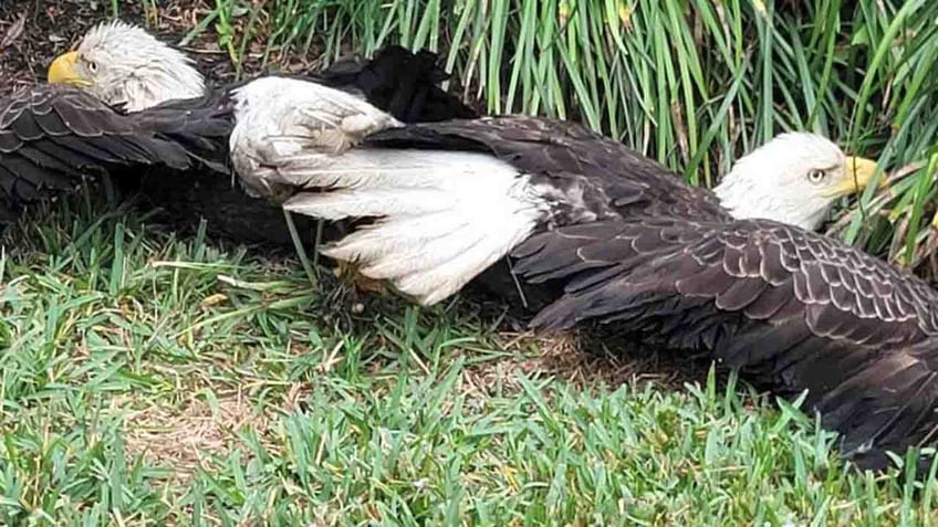 bald eagles get stuck together while fighting over food scrap in texas familys yard