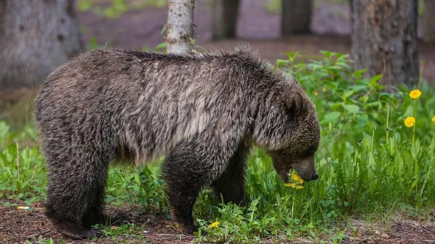 banff grizzly bear attack uncle reveals chilling final message he received from canadian couple before deaths