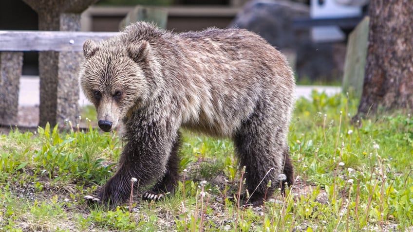 banff grizzly bear attack uncle reveals chilling final message he received from canadian couple before deaths