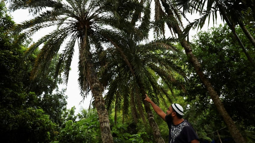 Date tree in Bangladesh