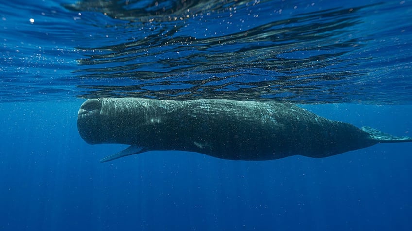 Sperm whale
