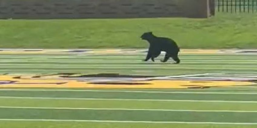 bear briefly interrupts tennessee high schools football practice