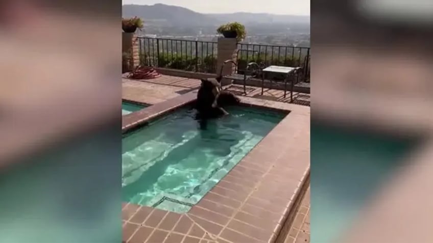 bear caught in california homeowners pool trying to beat the heat i dont blame him