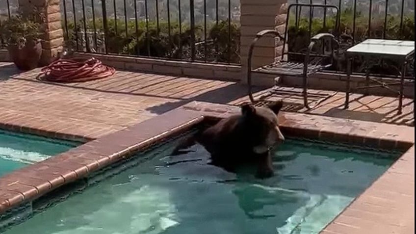 bear caught in california homeowners pool trying to beat the heat i dont blame him