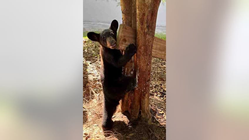 bear cub caught in a jam is freed after florida wildlife officials use dish soap chainsaw