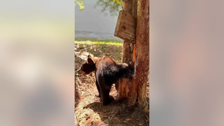 bear cub caught in a jam is freed after florida wildlife officials use dish soap chainsaw