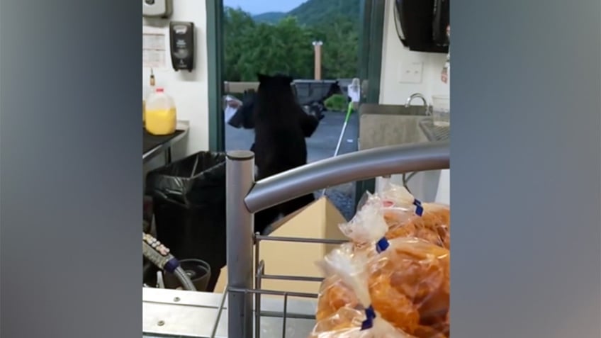 Black bear encounter Tennessee