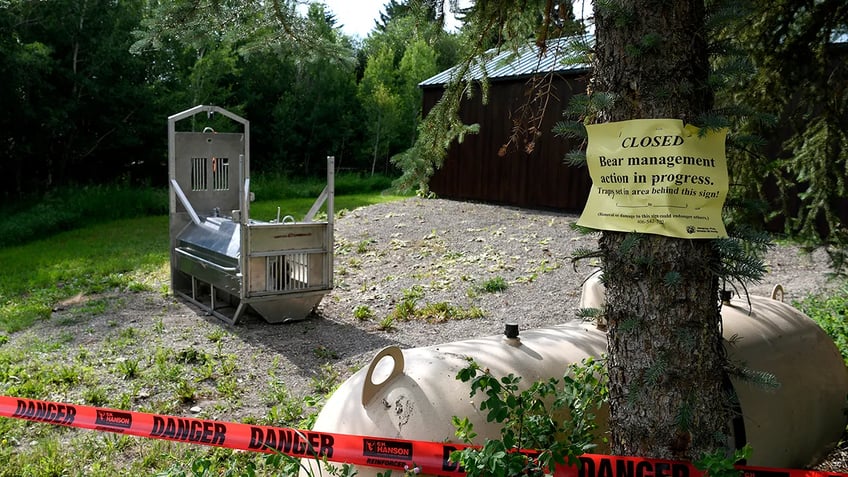 bear traps set up around yellowstone national park in effort to catch murderous bear that killed a woman