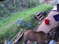 Bears escape wildlife park enclosure and feast on week's worth of honey