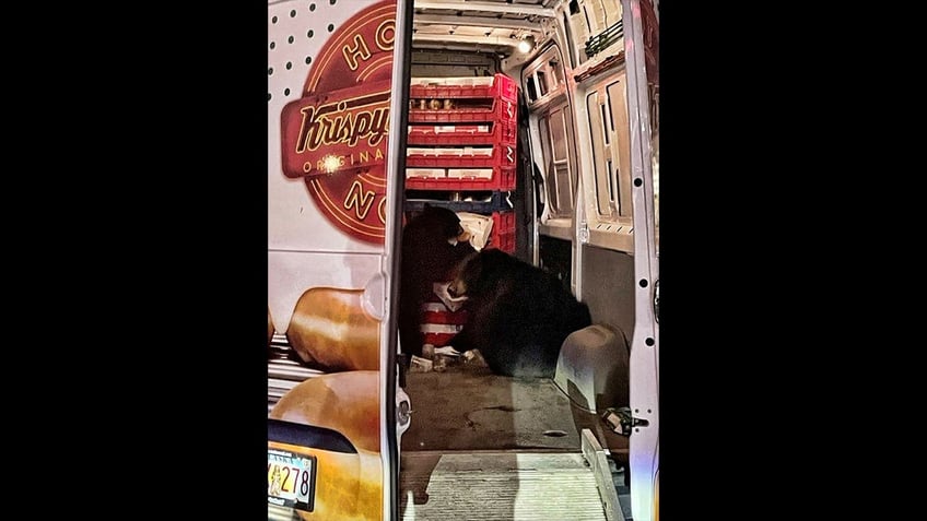 bears in alaska raid krispy kreme doughnut van during delivery to military base