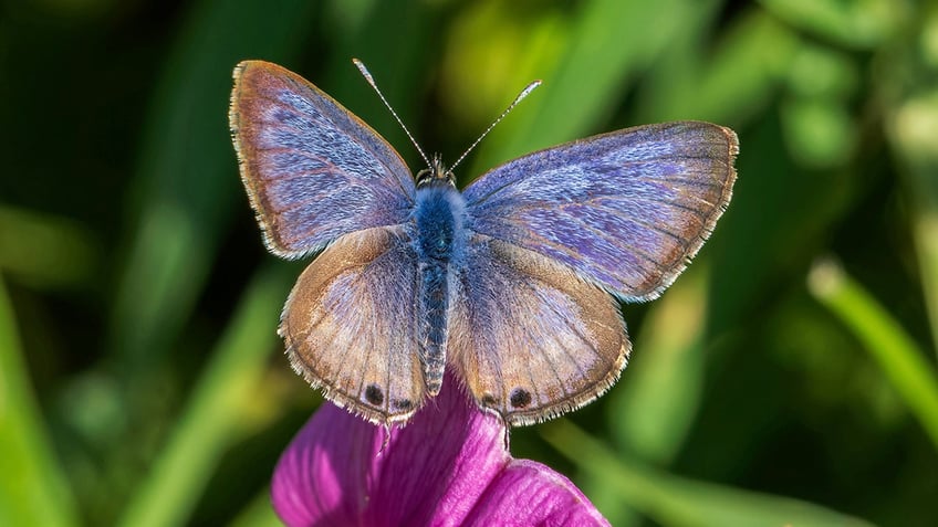 beautiful butterfly remarkable pictures show extremely rare long tailed flying insect