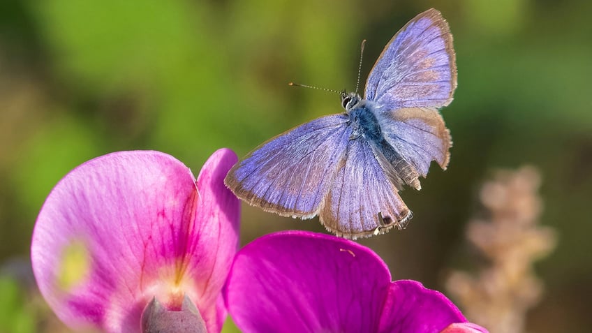 beautiful butterfly remarkable pictures show extremely rare long tailed flying insect