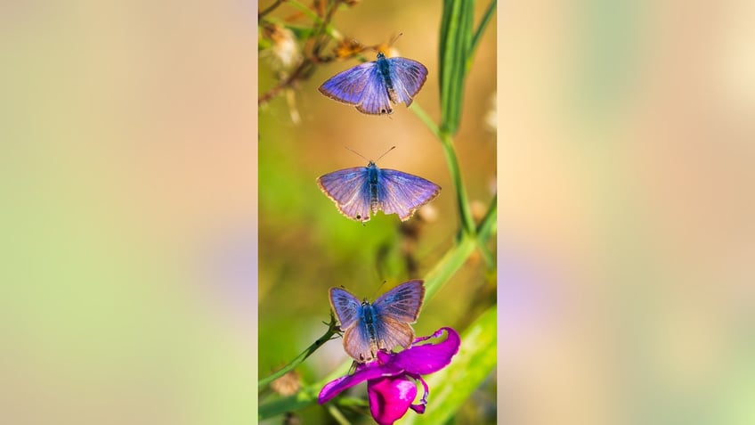 beautiful butterfly remarkable pictures show extremely rare long tailed flying insect