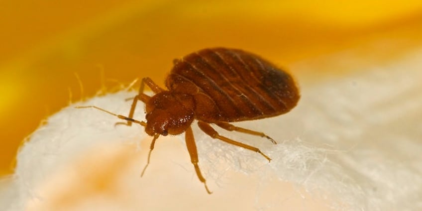 bedbugs could transmit mrsa bacteria that causes staph infections in some settings study suggests