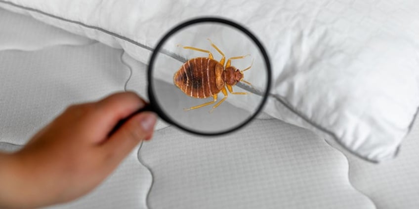 bedbugs could transmit mrsa bacteria that causes staph infections in some settings study suggests