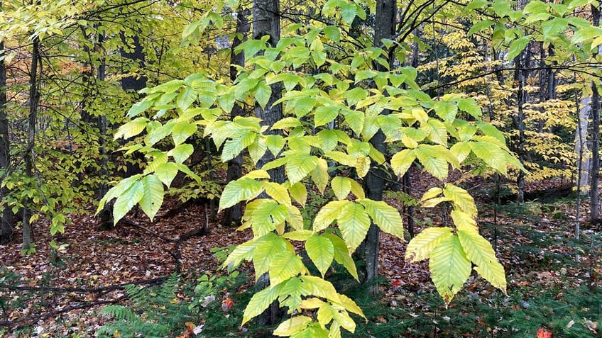 beech leaf disease reported for first time in vermont