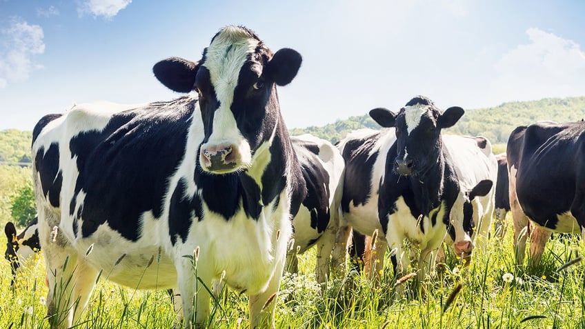 Cows in field