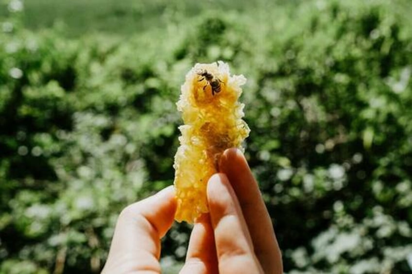 bees are behind our food and natural medicines and theyre disappearing