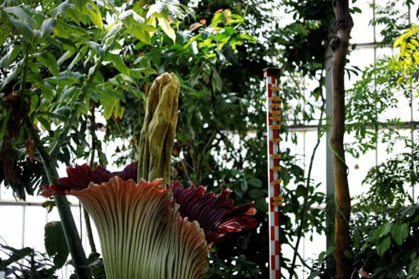 The titan arum, also known as 'Titan's penis', only blooms several years apart -- and then