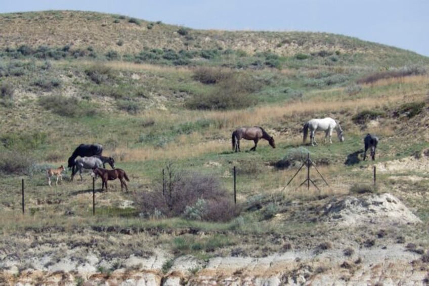 beloved wild horses that roam theodore roosevelt national park may be removed many oppose the plan