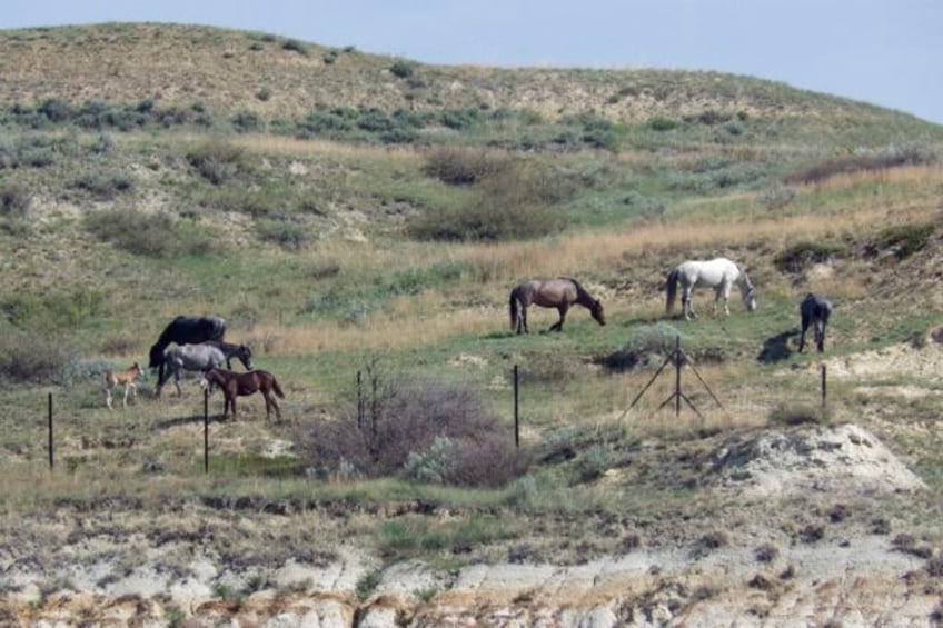 beloved wild horses that roam theodore roosevelt national park may be removed many oppose the plan