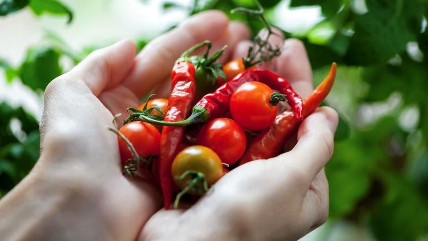 Cherry tomatoes and chili peppers