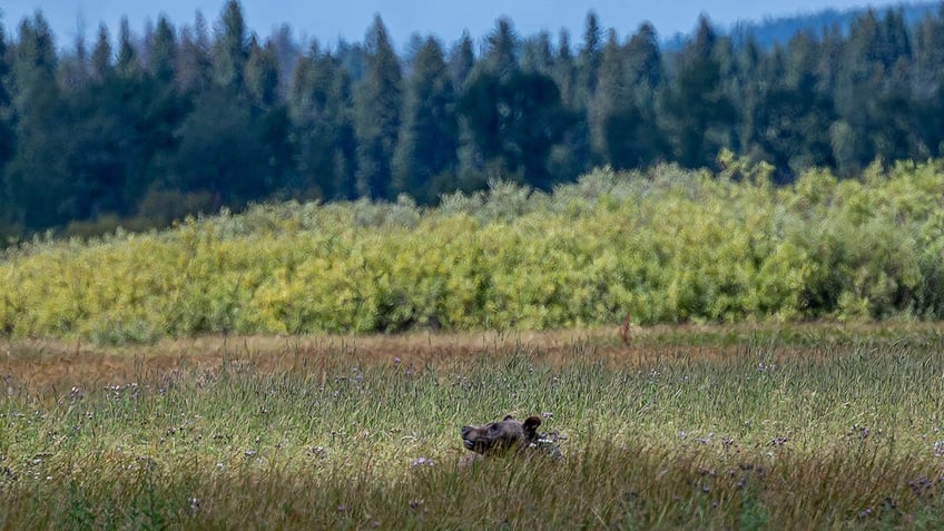 biden admin moves to unleash apex predator near rural community